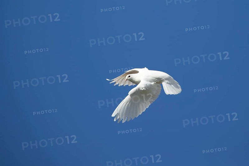 White or Release dove (Columba livia domestica) adult bird flying in a blue sky, England, United Kingdom, Europe