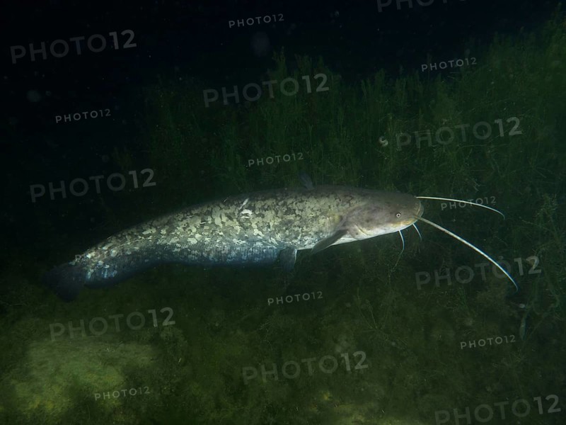 A catfish (Silurus glanis), Waller, swimming through the dark, algae-rich water, dive site Zollbrücke, Rheinau, Canton Zurich, Rhine, High Rhine, Switzerland, Germany, Europe