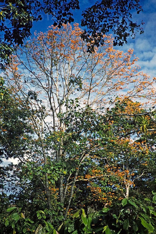 Orange-coloured flowers of the mountain cranesbill (Erythrina poeppigiana) as shade for coffee plants, Trinidad around 1962