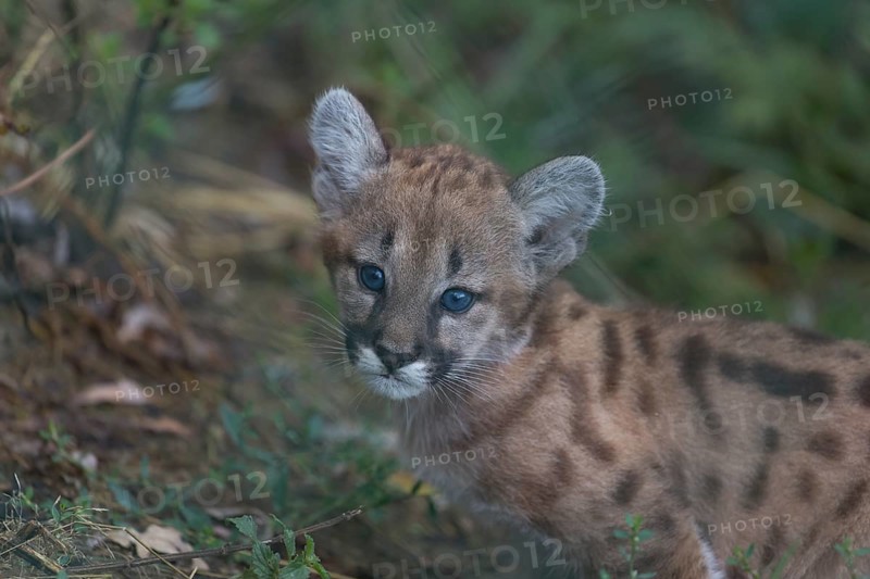 One cougar kitten, Puma concolor, sitting on green grass