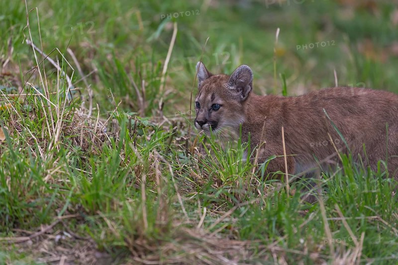One cougar kitten, Puma concolor, sitting on green grass