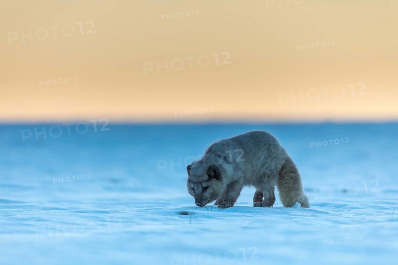 One arctic fox (Vulpes lagopus), (white fox, polar fox, or snow fox) running over a snow covered meadow in the first morning light at 17 degree Celsius below zero