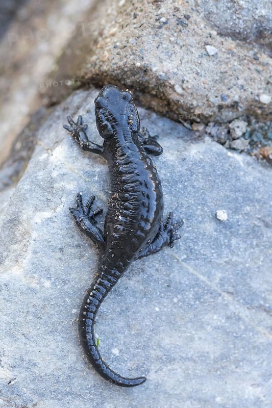 Salamandra atra, alpine salamander, sitting on rock, 2400 meters sea level, Grossglockner High Alpine Road, Austria, Europe
