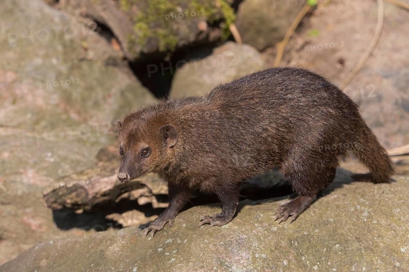 One common kusimanse (Crossarchus obscurus), also known as the long-nosed kusimanse, cusimanse or dwarf mongoose, walking over rocks in bright sunshine. Side view