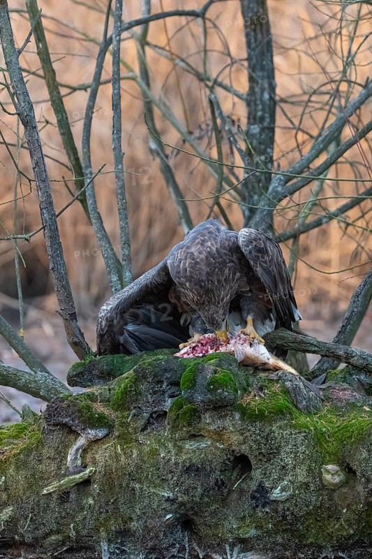 One white-tailed eagle (Haliaeetus albicilla) sitting on a small hammock feeding on a common carp. Fall foliage in late light in the background