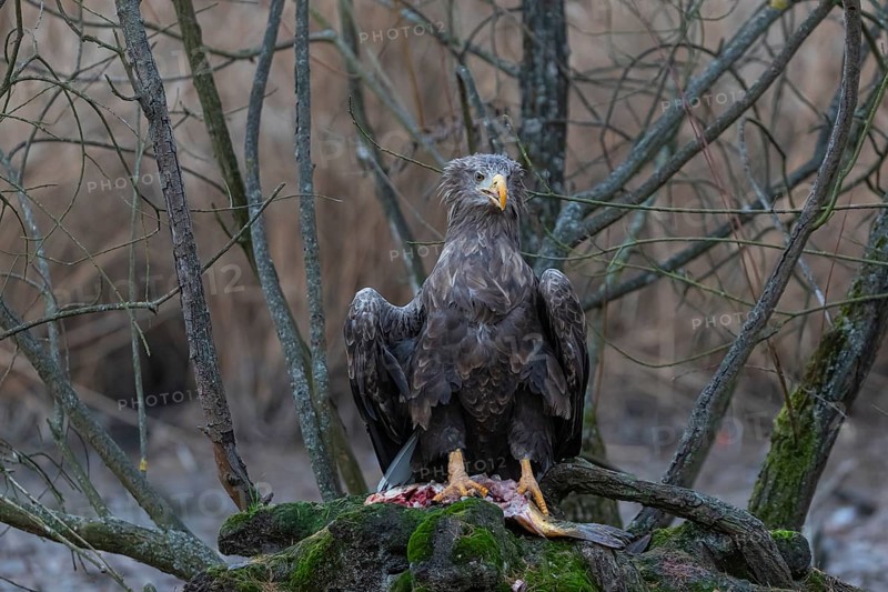 One white-tailed eagle (Haliaeetus albicilla) sitting on a small hammock feeding on a common carp. Fall foliage in late light in the background
