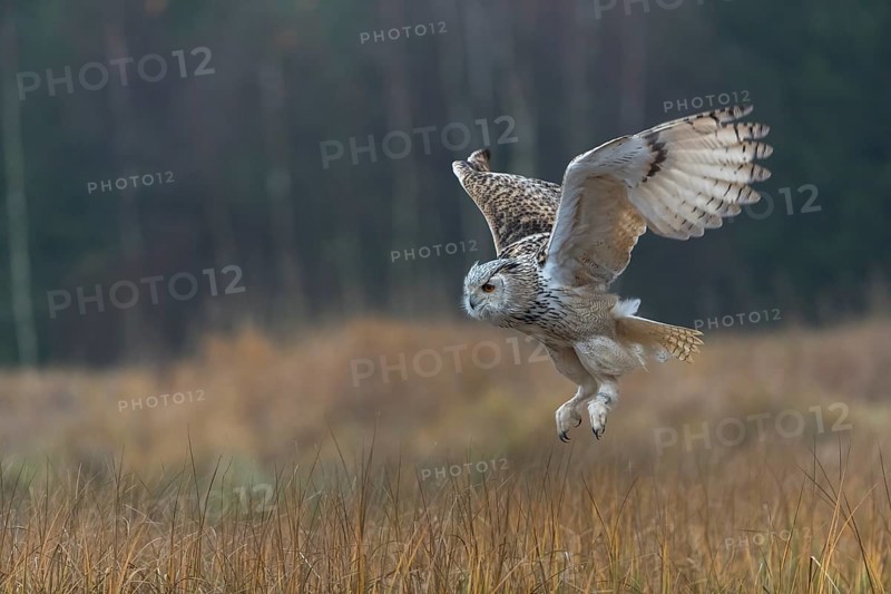 One Siberian Eagle Owl (Bubo bubo sibiricus) flying over tall reed grass lakeshore on an autumnal misty cold morning