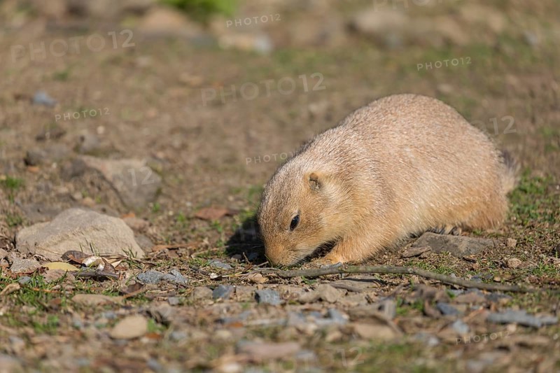 One black-tailed prairie dog sitting on sandy terrain, searching for food on a bright sunny day