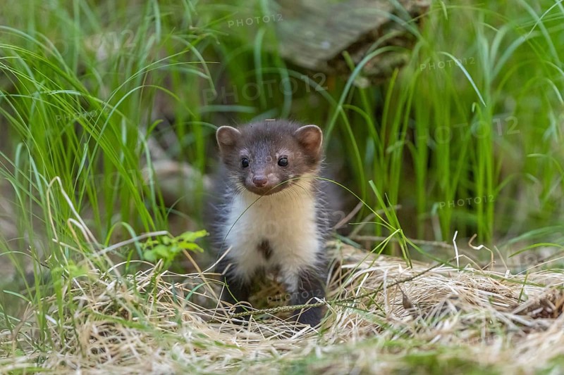 One beech marten (Martes foina), playing on the forest floor between green vegetation