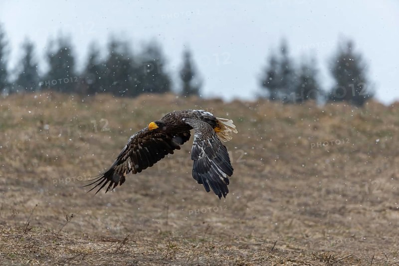 One young Steller's sea eagle (Haliaeetus pelagicus) flying over a lake while snow is falling. A forest in the background. Controlled condition