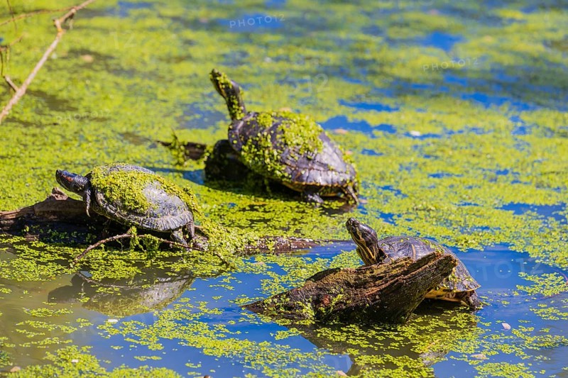 A group of red-eared slider (Trachemys scripta elegans)rests on logs lying in a pond covered with Lemna minor, the common duckweed