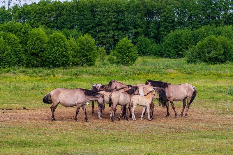 A herd of tarpans (Equus ferus) stands in a clearing in the Masuria tarpan horse reserve, belonging to the scientific station in Popielno, Masuria, North Poland