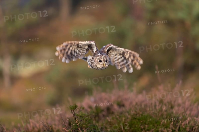 One tawny owl or brown owl (Strix aluco) flying over heather near a forest. Forest in the background