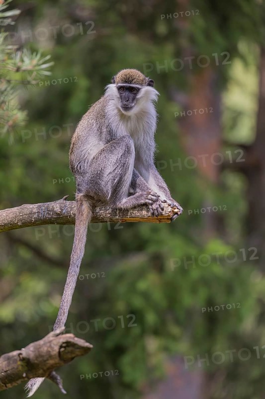One grivet (Chlorocebus aethiops) sitting on the branch of a tree. Green vegetation in the background