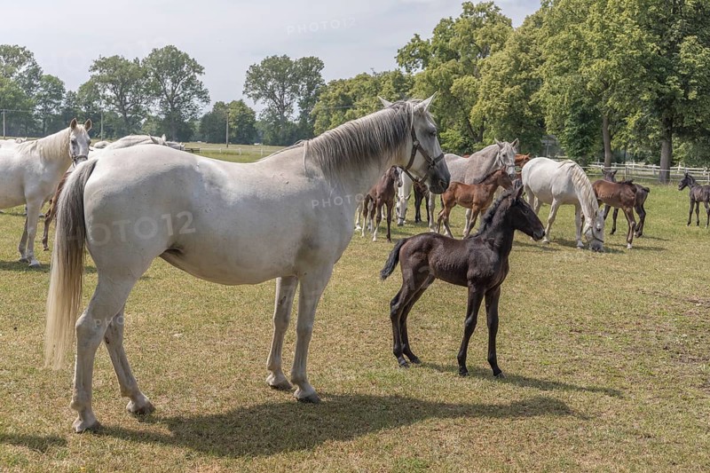 Kladruber horse, mare with foal, National Stud Farm Kladruby nad Labem
