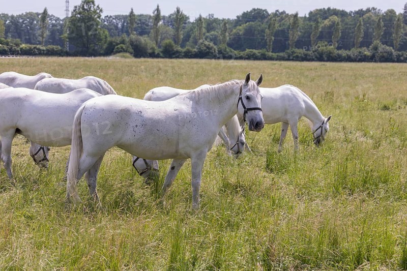 Kladruber horse, mares, standing on the paddock. National Stud Farm Kladruby nad Labem