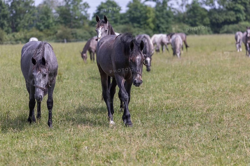 Kladruber horse, grey yearlings, grazing on the paddock. National Stud Farm Kladruby nad Labem