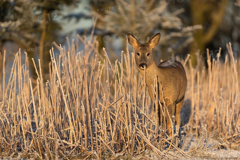 Roe deer standing in hoar frosted dead stinging nettle at minus 15 °C at sunrise. Licking off the hoar frost. Trees and dead stinging nettle in background