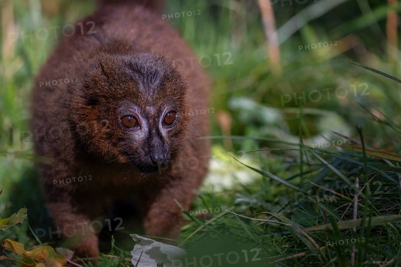 One red-bellied lemur (Eulemur rubriventer) sitting on grass, feeding on a leaf. Green vegetation in the background