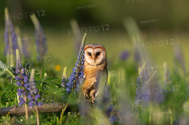 One barn owl (Tyto alba) sitting on a branch lying in a field of flowering lupines in late evening light