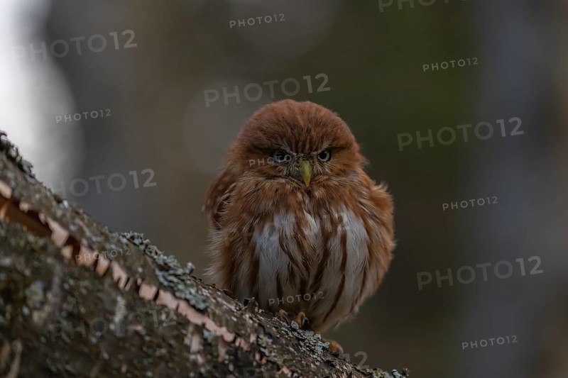 One East Brazilian pygmy owl (Glaucidium minutissimum), also known as least pygmy-owl or Sick's pygmy-owl, sitting on a mossy branch of a tree