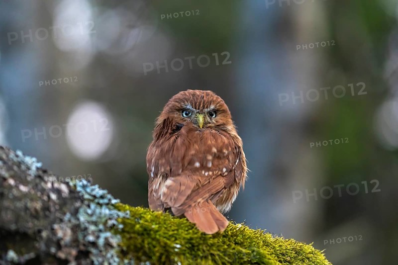 One East Brazilian pygmy owl (Glaucidium minutissimum), also known as least pygmy-owl or Sick's pygmy-owl, sitting on a mossy branch of a tree