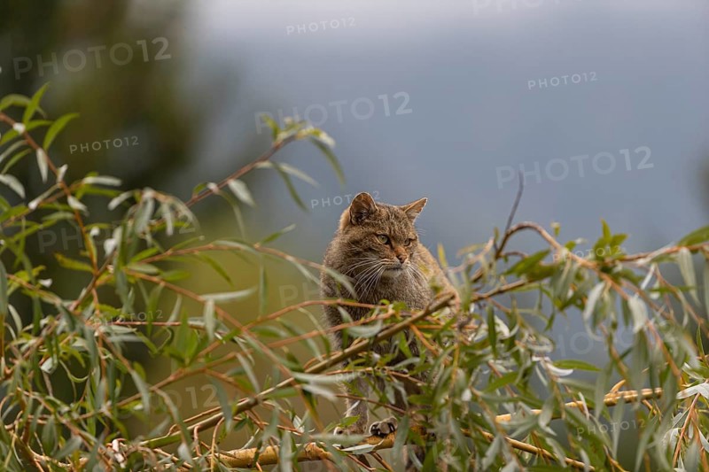One European wildcat, Felis silvestris silvestris, sitting in a green weeping willow tree. Green leaves all around. Mountains and grey sky in the background