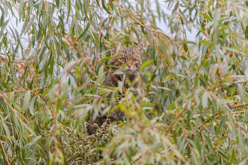 One European wildcat, Felis silvestris silvestris, sitting in a green weeping willow tree. Green leaves all around