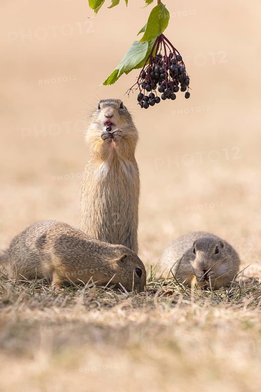 One European ground squirrel (Spermophilus citellus) or European souslik standing erected in dry grass and trying to catch some berries of European dwarf elder (Sambucus ebulus)