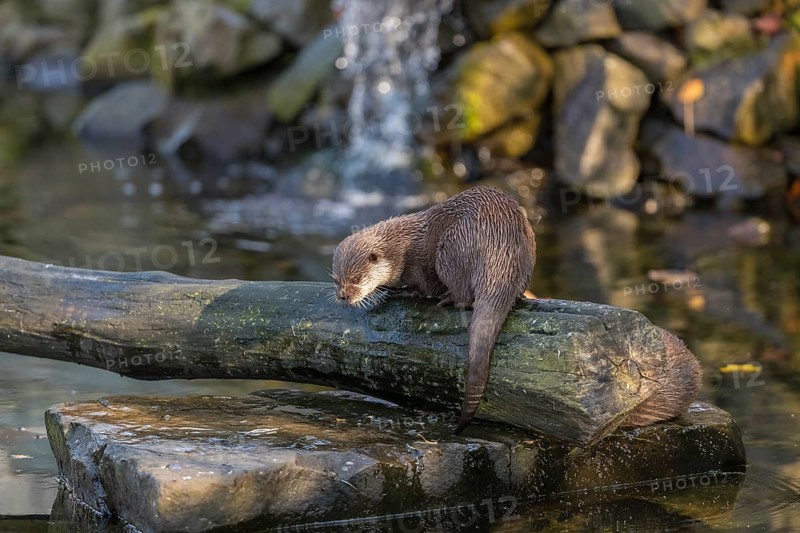 One oriental small-clawed otter or Asian small-clawed otter (Aonyx cinerea), in a creek in front of a small cascade. Small rocks around