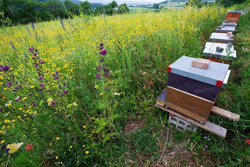 Honey Beehives standing at the edge of a flowering meadow, the plants have been specially sown for Honey bees, Hesse, Germany, Europe