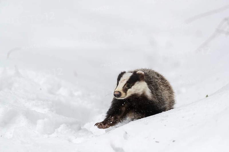 One young European badger (Meles meles) walking through a ravine in deep snow