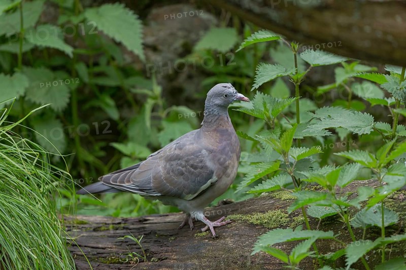 One common wood pigeon (Columba palumbus) standing on a fallen tree. Green vegetation in the background