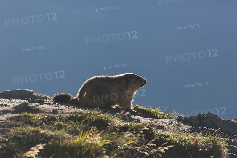 One adult Alpine Marmot, Marmota marmota, sitting in green grass, backlit against a grey background