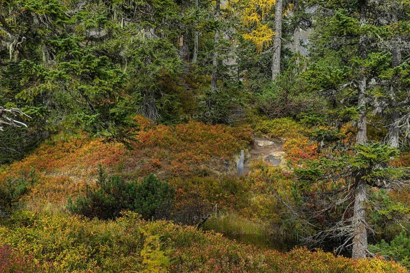 View of an autumnal virgin forest with small ponds, dead trees and heather. Hohe Tauern NP, Kolm Saigurn valley head, Rauris Valley, Austria, Europe