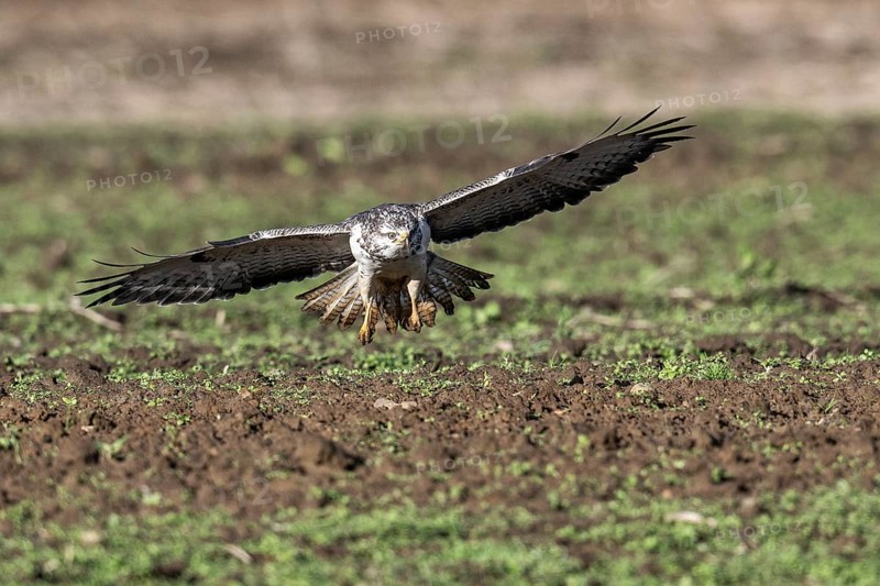 Common buzzard (Buteo buteo), flying, Emsland, Lower Saxony, Germany, Europe