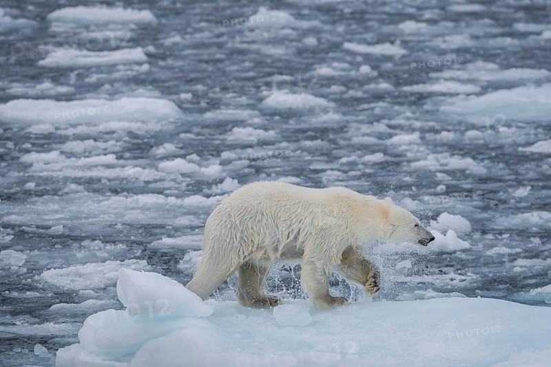 Polar bear (Ursus maritimus) on the pack ice at 82 degrees north shaking water from its fur, Svalbard Island, Svalbard archipelago, Svalbard and Jan Mayen, Norway, Europe