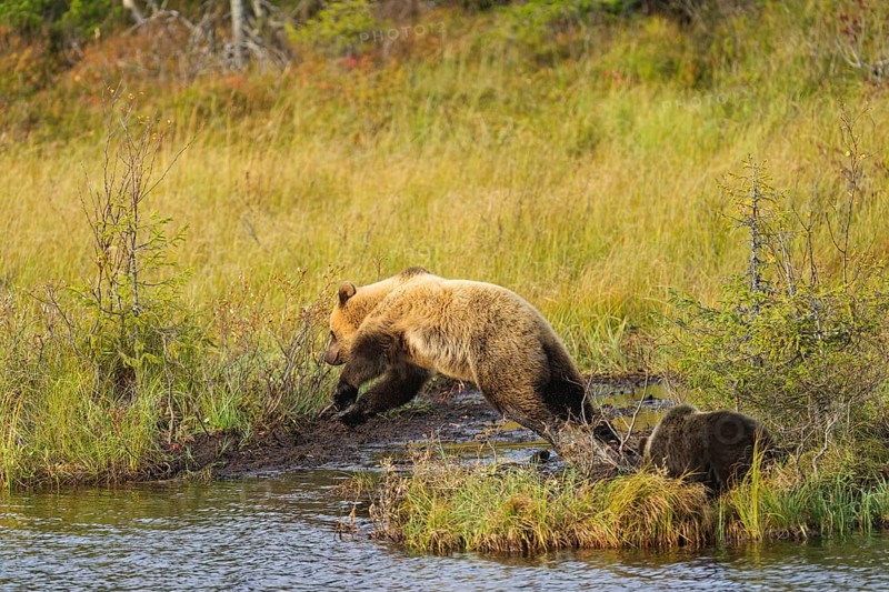 Female bear with cub (Ursus arctos), strikingly light-coloured fur, jumping over a bog ditch, autumn mood, Northern Finland, Finland, Europe