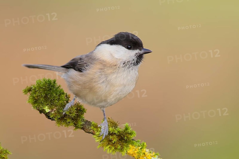 Willow Tit (Parus montanus), sitting on a branch overgrown with lichen, Wildlife, Animals, Birds, Siegerland, North Rhine-Westphalia, Germany, Europe