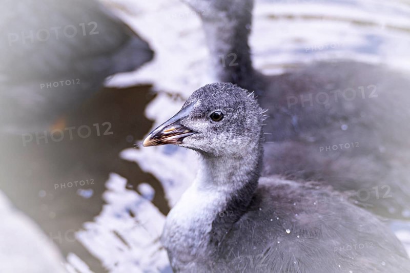 Eurasian Coot chicks (Fulica atra) playing in the water, bird's eye view, close-up, top view, siblings blurred in the background, Dortmund, North Rhine-Westphalia, Germany, Europe