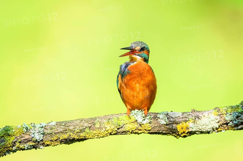 Common kingfisher (Alcedo atthis) sitting on a branch doing plumage care with autumncolours, wildife, Catalonia, Spain, Europe