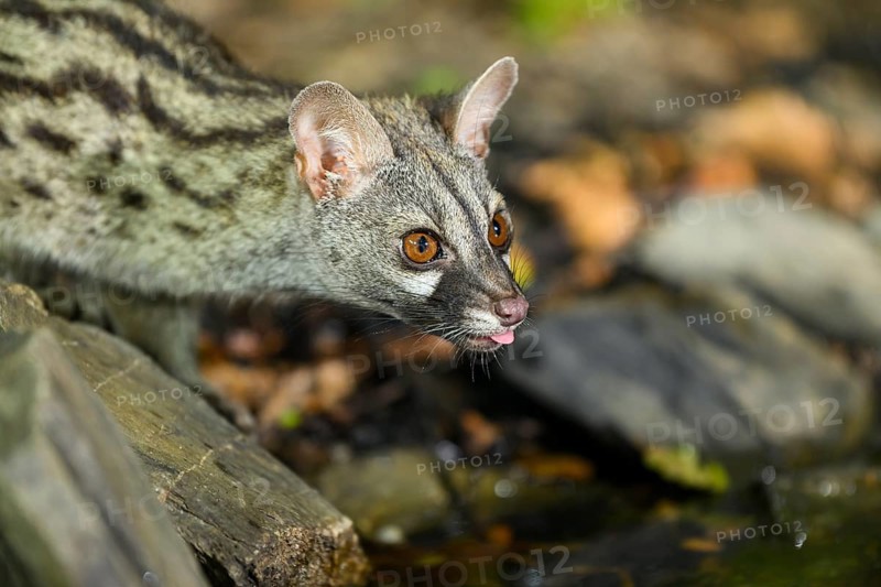 Common genet (Genetta genetta) drinking water at the shore of a lake, wildlife in a forest, Montseny National Park, Catalonia, Spain, Europe