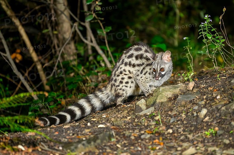Common genet (Genetta genetta), wildlife in a forest, Montseny National Park, Catalonia, Spain, Europe
