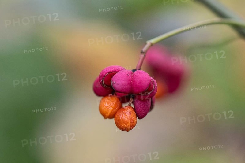 Peacock, spindle bush (Euonymus europaeus), fruit stand, Emsland, Lower Saxony, Germany, Europe