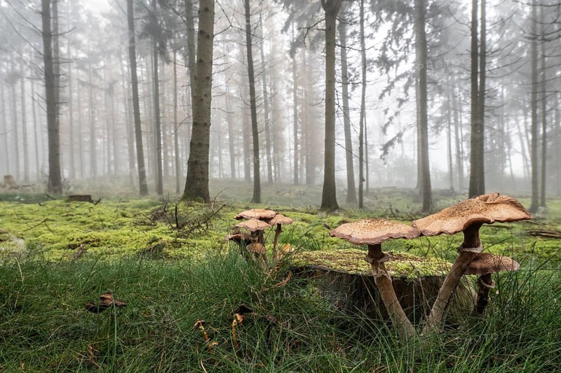 Armillaria polymyces (Armillaria ostoyae) in a foggy forest, Emsland, Lower Saxony, Germany, Europe