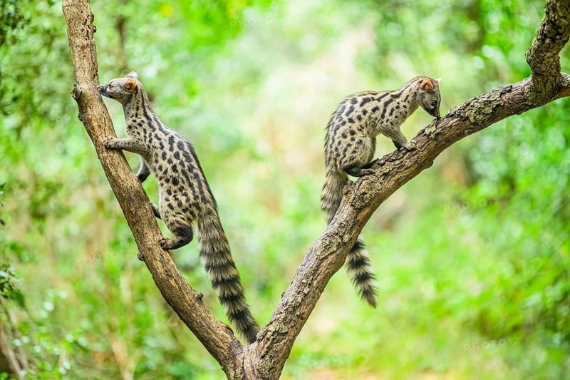 Common genet (Genetta genetta), climbing on a tree wildlife in a forest, Montseny National Park, Catalonia, Spain, Europe