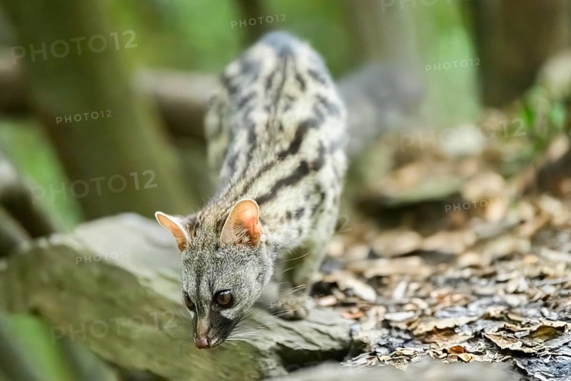 Common genet (Genetta genetta), wildlife in a forest, Montseny National Park, Catalonia, Spain, Europe