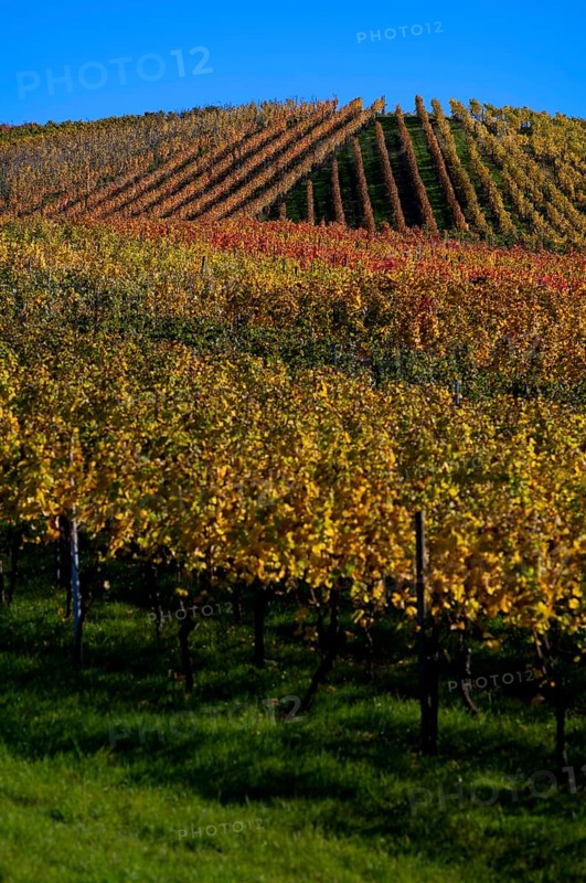 vineyard, vines, grapevines, winegrowing, autumn colouring, autumn, graphic, Strümpfelbach, Weinstadt, Baden-Württemberg, Germany, Europe
