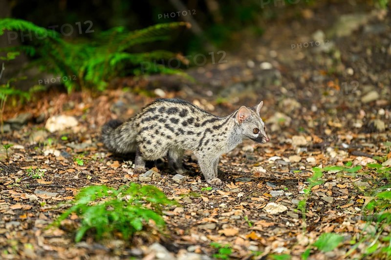 Common genet (Genetta genetta), wildlife in a forest, Montseny National Park, Catalonia, Spain, Europe