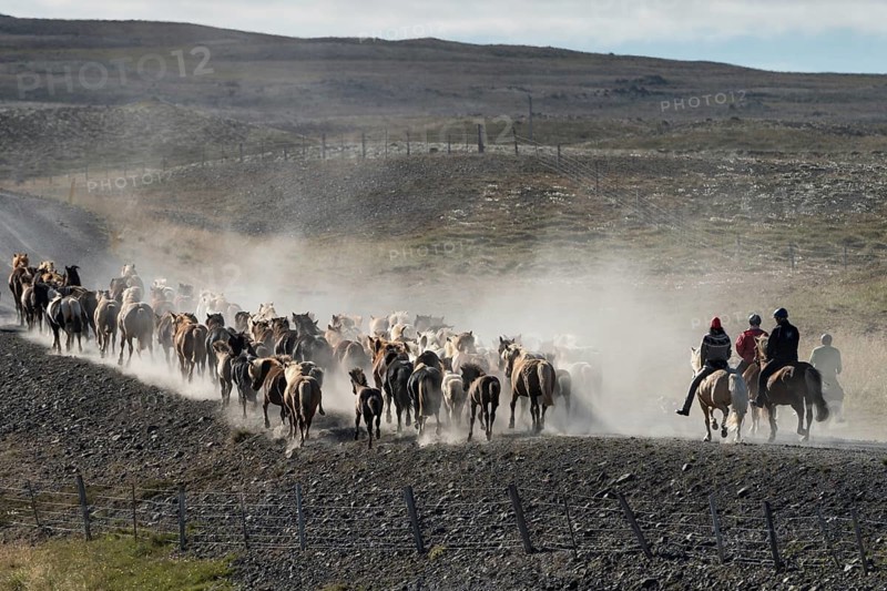 Icelandic horses (Equus islandicus) and mounted drivers at a horse round-up or réttir, covered in a cloud of dust, near Laugarbakki, North Iceland, Iceland, Europe